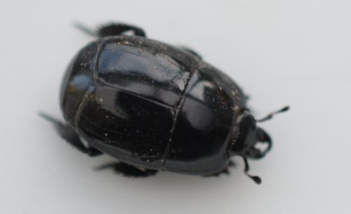 Hister quadrimaculatus